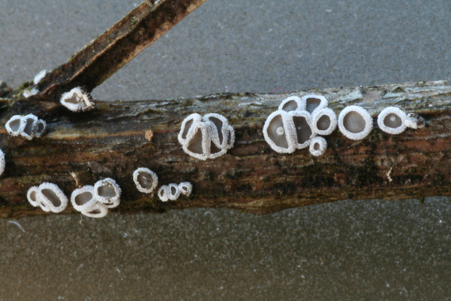 Lachnella alboviolascens